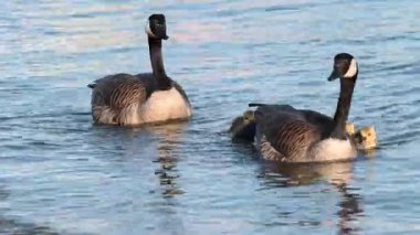 Kanada vahşi doğasında Kanada kazı