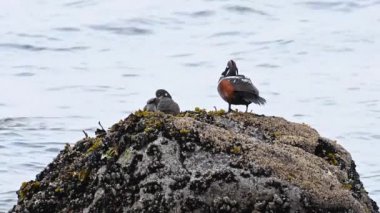 Palyaço ördeği Pasifik Okyanusunda