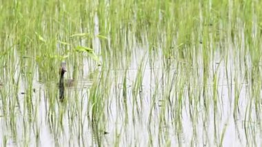 Kanada vahşi doğasında ördek