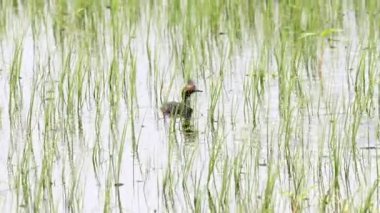 Kanada vahşi doğasında ördek