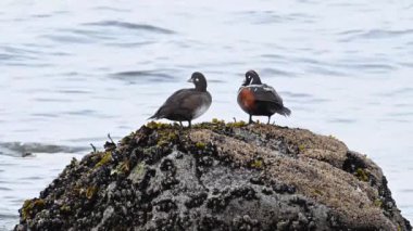 Palyaço ördeği Pasifik Okyanusunda