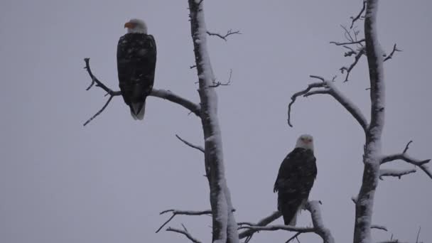 Kale Adelaar Nin Canadese Wildernis — Stockvideo