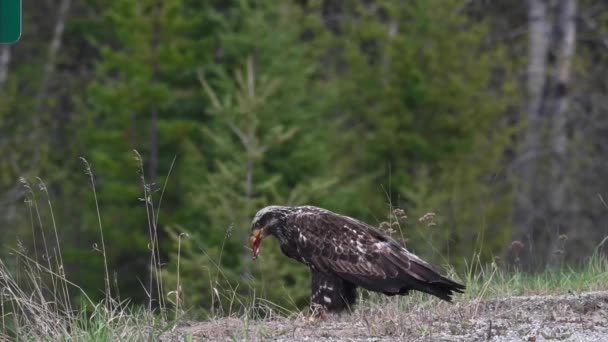 Pygargue Tête Blanche Dans Nature Sauvage Canadienne — Video