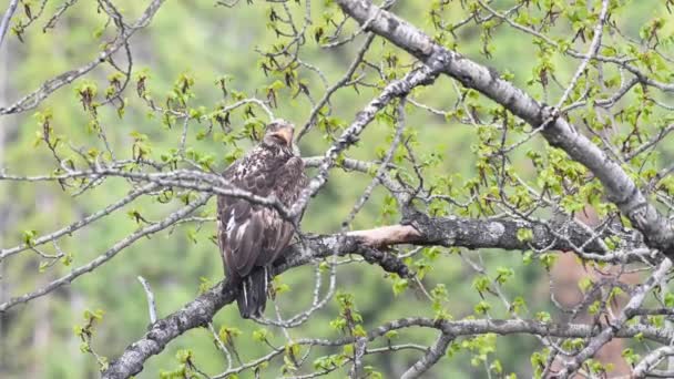 Vulturul Chel Nin Sălbăticia Canadiană — Videoclip de stoc
