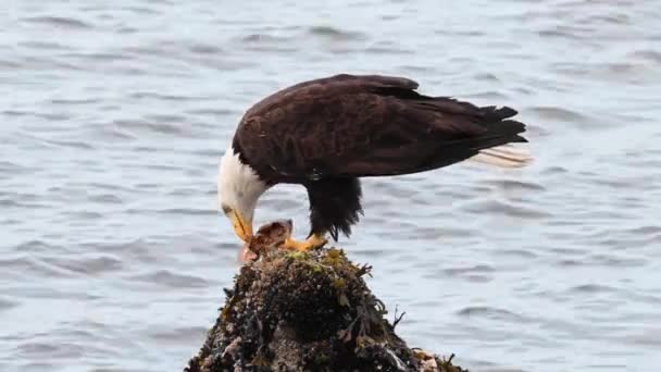 Bald Eagle Nin Canadian Wilderness — Stock Video