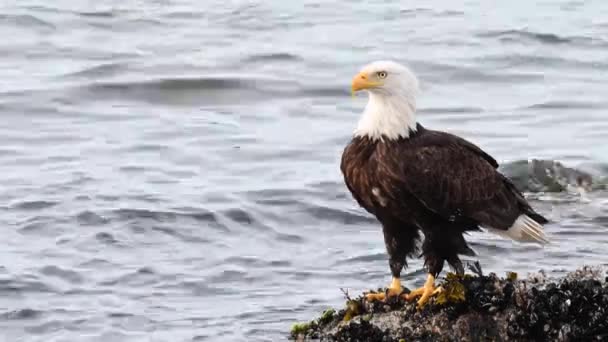 Bald Eagle Nin Canadian Wilderness — Stock Video