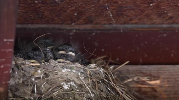 Barn Swallow Canadian Wilderness — Stock Video