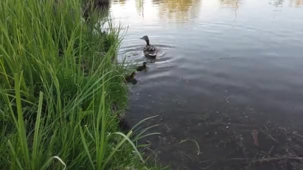 Kanada Vahşi Doğasında Kanada Kazı — Stok video