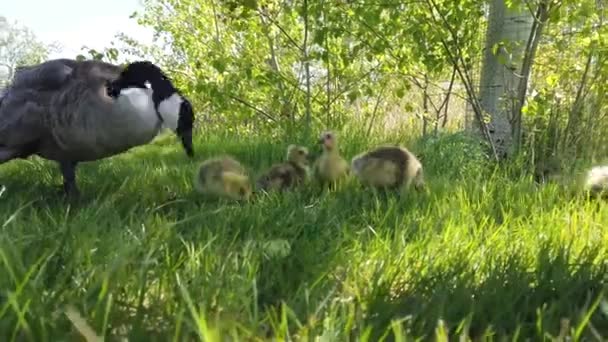 Canada Goose Canadian Wilderness — Stock Video