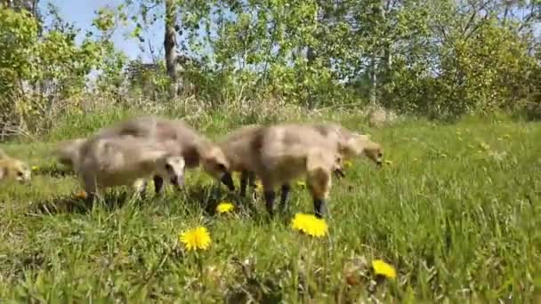 Kanada Vahşi Doğasında Kanada Kazı — Stok video