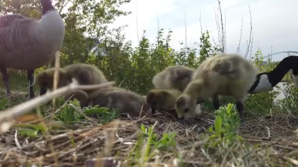 Kanada Gås Den Kanadensiska Vildmarken — Stockvideo