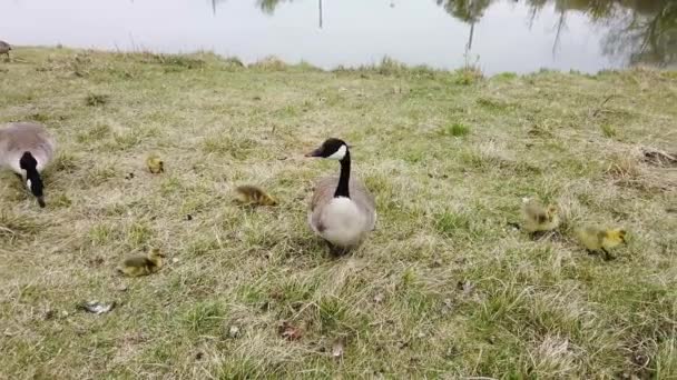 Canada Goose Canadian Wilderness — Stock Video