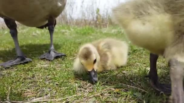 Kanadyjska Gęś Kanadyjskiej Dziczy — Wideo stockowe