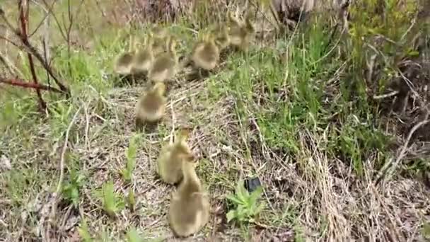 Kanada Vahşi Doğasında Kanada Kazı — Stok video