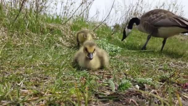 Canada Goose Canadian Wilderness — Stock Video