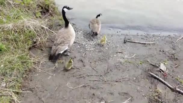 Canada Goose Canadian Wilderness — Stock Video