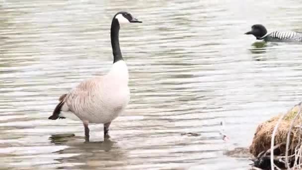 Bernache Canada Dans Nature Sauvage Canadienne — Video