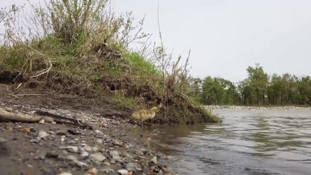 Ganso Canadá Deserto Canadense — Vídeo de Stock