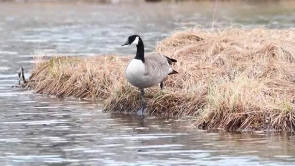 Kanada Vahşi Doğasında Kanada Kazı — Stok video