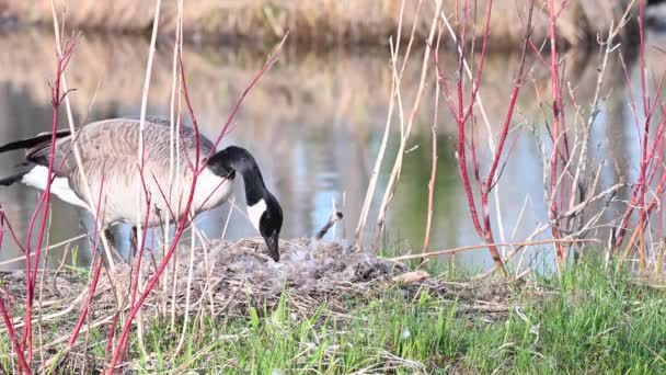 加拿大荒野中的加拿大鹅 — 图库视频影像