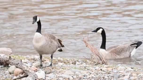 Canada Goose Canadian Wilderness — Stock Video