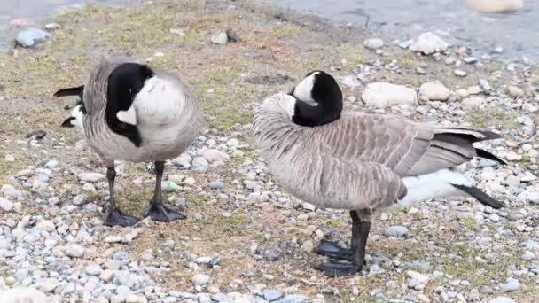 Canada Goose Canadian Wilderness — Stock Video