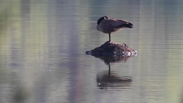 Kanada Vahşi Doğasında Kanada Kazı — Stok video