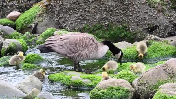 Canada Goose Canadian Wilderness — Stock Video