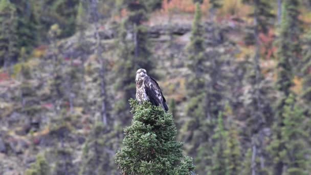 Águila Calva Desierto Canadiense — Vídeos de Stock