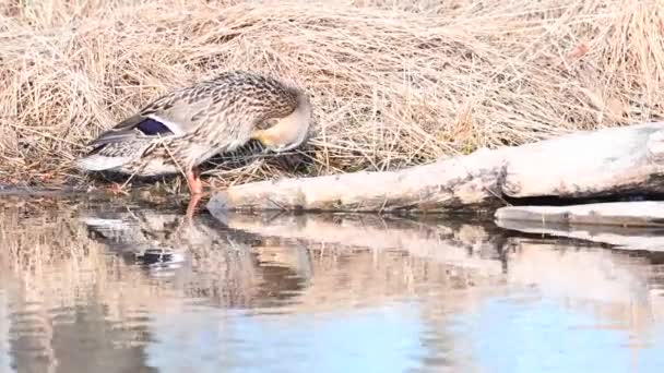 Mallard Πάπια Στο Καναδικό Τοπίο — Αρχείο Βίντεο