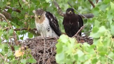Teh Kanada çayırlarında Ferruginous Hawk