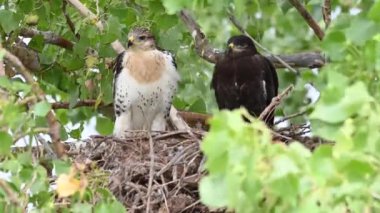 Teh Kanada çayırlarında Ferruginous Hawk