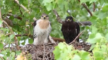 Teh Kanada çayırlarında Ferruginous Hawk