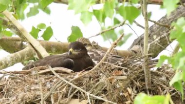 Teh Kanada çayırlarında Ferruginous Hawk