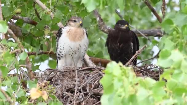 Teh Kanada Çayırlarında Ferruginous Hawk — Stok video