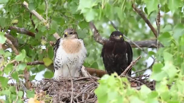 Teh Kanada Çayırlarında Ferruginous Hawk — Stok video