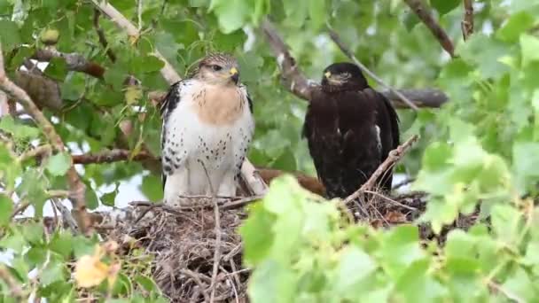Teh Kanada Çayırlarında Ferruginous Hawk — Stok video