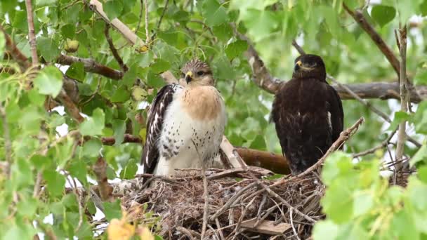 Teh Kanada Çayırlarında Ferruginous Hawk — Stok video