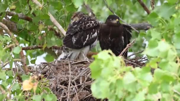 Falcão Ferruginoso Prados Canadenses Teh — Vídeo de Stock