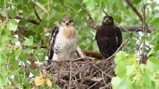 Teh Kanada Çayırlarında Ferruginous Hawk — Stok video