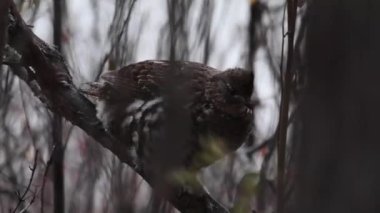 Kanada Kayalıklarında Çimen