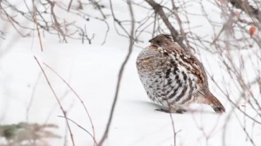 Kanada Kayalıklarında Çimen