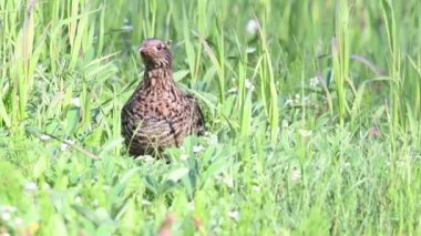 Kanada Kayalıklarında Çimen