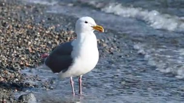 Pasifik Okyanusunda Martı