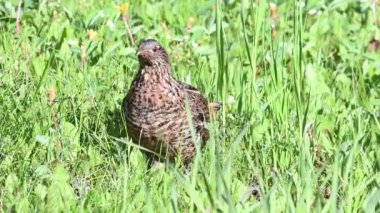 Kanada Kayalıklarında Çimen