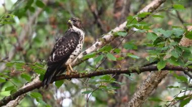 Teh Kanada çayırlarında Ferruginous Hawk