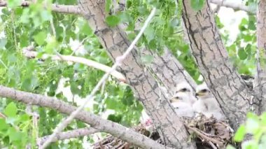 Teh Kanada çayırlarında Ferruginous Hawk