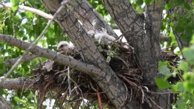 Teh Kanada çayırlarında Ferruginous Hawk