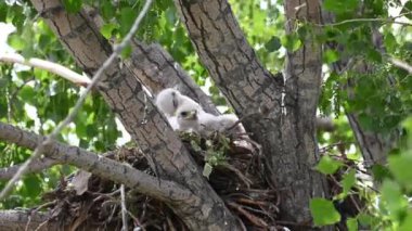 Teh Kanada çayırlarında Ferruginous Hawk