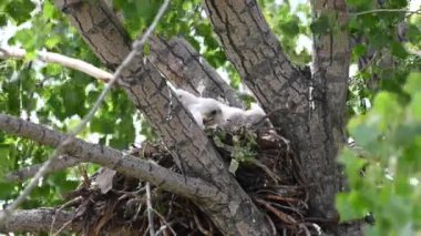 Teh Kanada çayırlarında Ferruginous Hawk